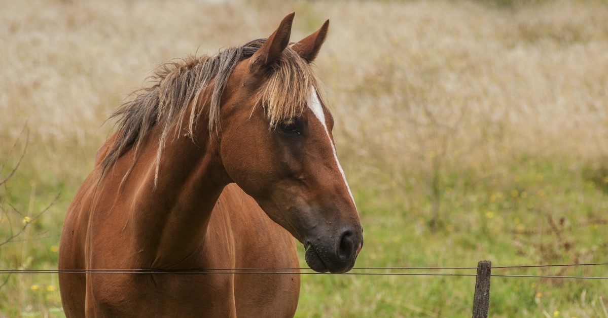 What to Do if Your Horse Goes Blind